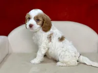 Creed, a male Cavapoo for sale in Mount Hope, OH – Photo 4 of 6