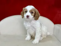 Creed, a male Cavapoo for sale in Mount Hope, OH – Photo 2 of 6