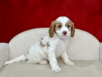 Creed, a male Cavapoo for sale in Mount Hope, OH – Photo 6 of 6