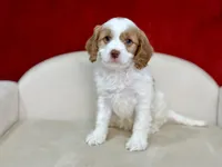 Creed, a male Cavapoo for sale in Mount Hope, OH – Photo 3 of 6