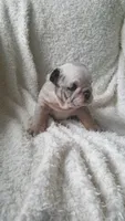 Baxter, a male English Bulldog for sale in Shipshewana, IN – 4 of 8