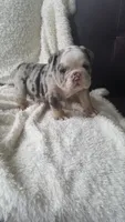 Bailey, a female English Bulldog for sale in Shipshewana, IN – 3 of 8