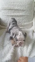 Bailey, a female English Bulldog for sale in Shipshewana, IN – 7 of 8