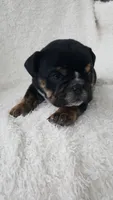 Candace, a female English Bulldog for sale in Shipshewana, IN – 3 of 8