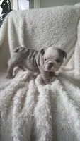 Baxter, a male English Bulldog for sale in Shipshewana, IN – 2 of 8