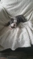 Basil, a female English Bulldog for sale in Shipshewana, IN – 8 of 8