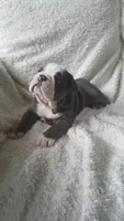 Basil, a female English Bulldog for sale in Shipshewana, IN – 5 of 8