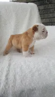 Callie, a female English Bulldog for sale in Shipshewana, IN – 6 of 8