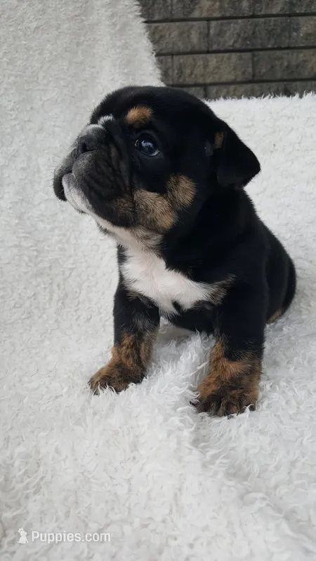 Candace – English Bulldog puppy for sale in Shipshewana, IN