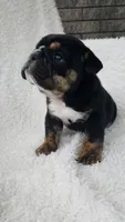 Candace, a female English Bulldog for sale in Shipshewana, IN – 1 of 8