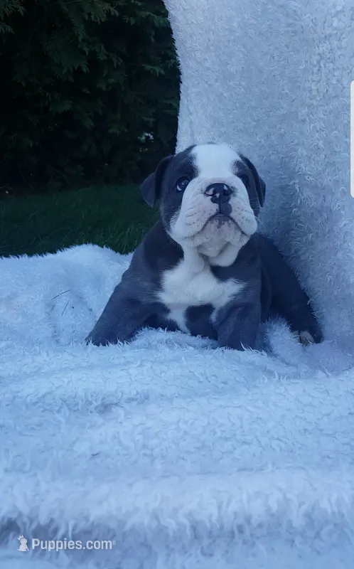 Basil – English Bulldog puppy for sale in Shipshewana, IN