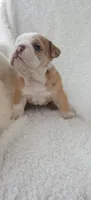 Callie, a female English Bulldog for sale in Shipshewana, IN – 7 of 8