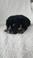 Candace, a female English Bulldog for sale in Shipshewana, IN – 2 of 8