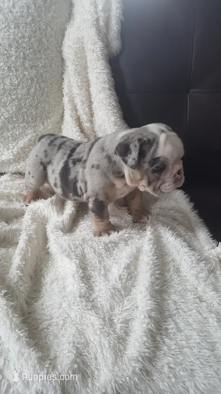 Bailey – English Bulldog puppy for sale in Shipshewana, IN