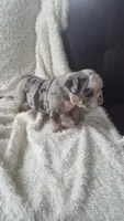 Bailey, a female English Bulldog for sale in Shipshewana, IN – 1 of 8
