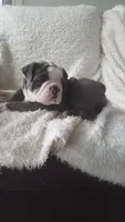 Basil, a female English Bulldog for sale in Shipshewana, IN – 4 of 8