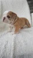 Callie, a female English Bulldog for sale in Shipshewana, IN – 4 of 8