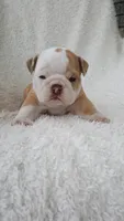 Callie, a female English Bulldog for sale in Shipshewana, IN – 8 of 8