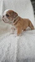 Callie, a female English Bulldog for sale in Shipshewana, IN – 3 of 8