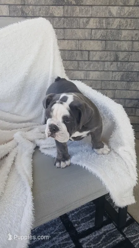 Basil – English Bulldog puppy for sale in Shipshewana, IN