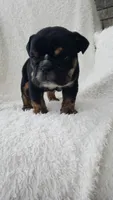 Candace, a female English Bulldog for sale in Shipshewana, IN – 5 of 8