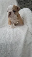 Callie, a female English Bulldog for sale in Shipshewana, IN – 2 of 8