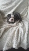 Basil, a female English Bulldog for sale in Shipshewana, IN – 2 of 8