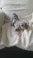 Bailey, a female English Bulldog for sale in Shipshewana, IN – 4 of 8