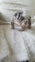 Bailey, a female English Bulldog for sale in Shipshewana, IN – 6 of 8