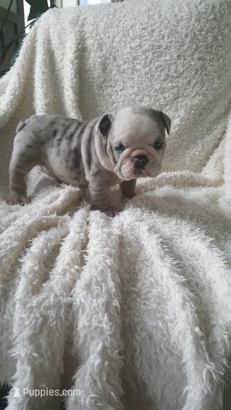 Baxter – English Bulldog puppy for sale in Shipshewana, IN