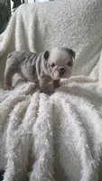 Baxter, a male English Bulldog for sale in Shipshewana, IN – 1 of 8
