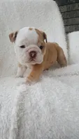 Callie, a female English Bulldog for sale in Shipshewana, IN – 1 of 8