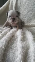 Baxter, a male English Bulldog for sale in Shipshewana, IN – 5 of 8