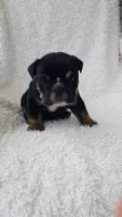 Candace, a female English Bulldog for sale in Shipshewana, IN – 7 of 8
