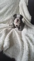 Basil, a female English Bulldog for sale in Shipshewana, IN – 7 of 8