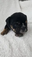 Candace, a female English Bulldog for sale in Shipshewana, IN – 4 of 8