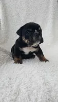 Candace, a female English Bulldog for sale in Shipshewana, IN – 8 of 8