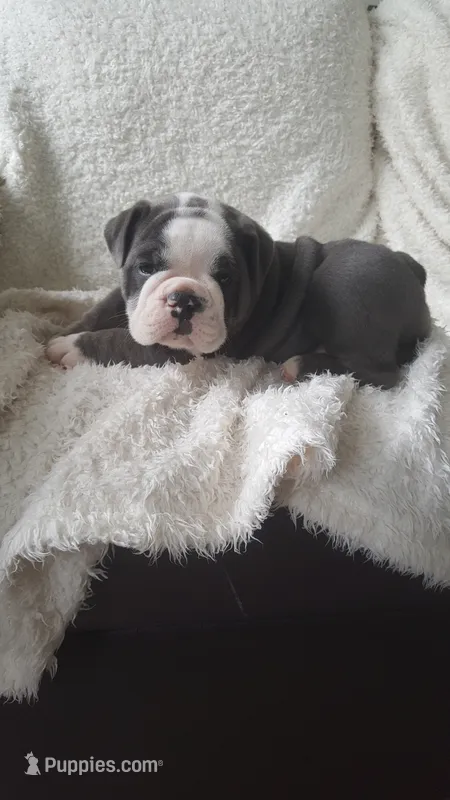 Basil – English Bulldog puppy for sale in Shipshewana, IN