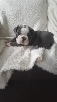 Basil, a female English Bulldog for sale in Shipshewana, IN – 1 of 8