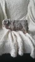 Baxter, a male English Bulldog for sale in Shipshewana, IN – 7 of 8
