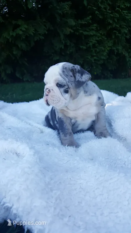 Bailey – English Bulldog puppy for sale in Shipshewana, IN
