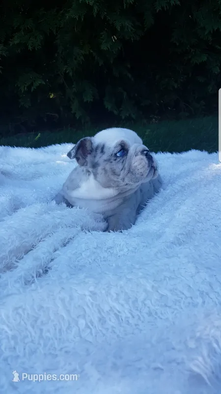 Baxter – English Bulldog puppy for sale in Shipshewana, IN