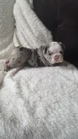 Bailey, a female English Bulldog for sale in Shipshewana, IN – 5 of 8