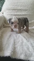 Bailey, a female English Bulldog for sale in Shipshewana, IN – 8 of 8