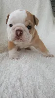 Callie, a female English Bulldog for sale in Shipshewana, IN – 5 of 8