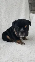 Candace, a female English Bulldog for sale in Shipshewana, IN – 6 of 8