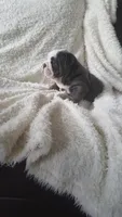 Basil, a female English Bulldog for sale in Shipshewana, IN – 6 of 8