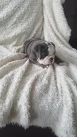 Basil, a female English Bulldog for sale in Shipshewana, IN – 3 of 8