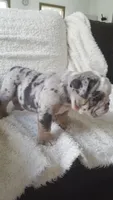 Bailey, a female English Bulldog for sale in Shipshewana, IN – 2 of 8