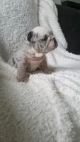 Baxter, a male English Bulldog for sale in Shipshewana, IN – 6 of 8